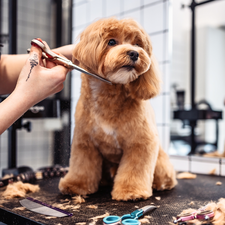 Grooming Salon Hero Image