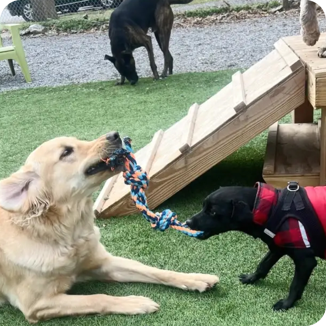 Image for story "Molly's Pampered Paws: Scaling Boarding, Daycare, and Grooming with Confidence"